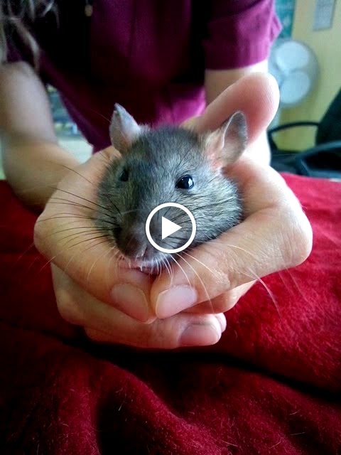 Centro Veterinario Las Navas — Videos