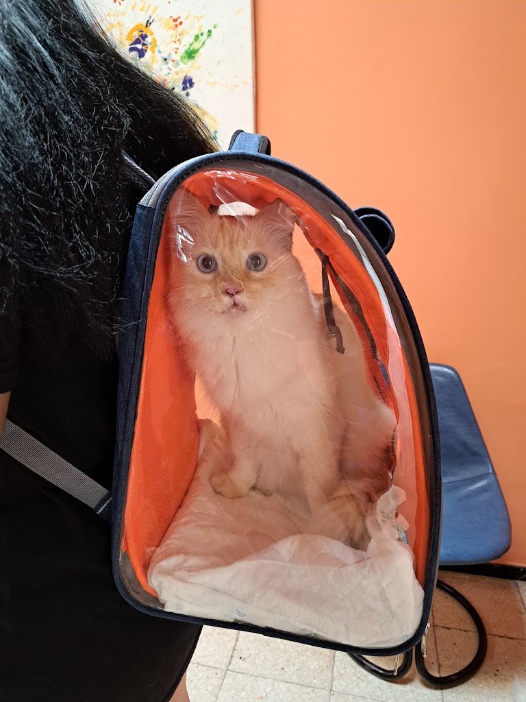 Clinica Veterinaria Maspalomas