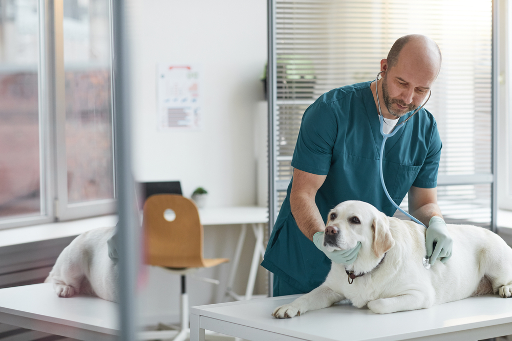 ReservAnimal - Gaherproga | Alimentacion y accesorios, clinica veterinaria y peluqueria para mascotas — Del propietario
