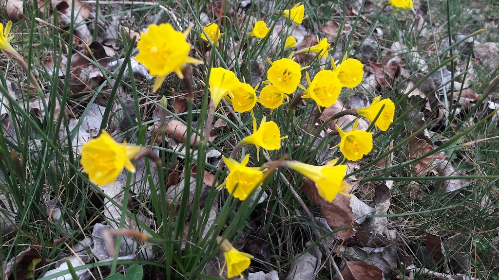 Los Narcisos de Navatejera.