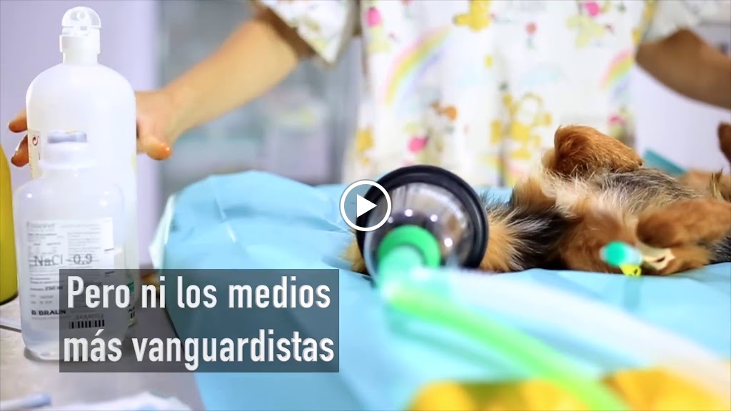 Clinica Veterinaria Equilibrio — Del propietario