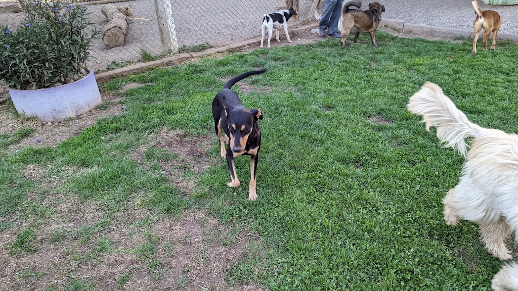 Perro