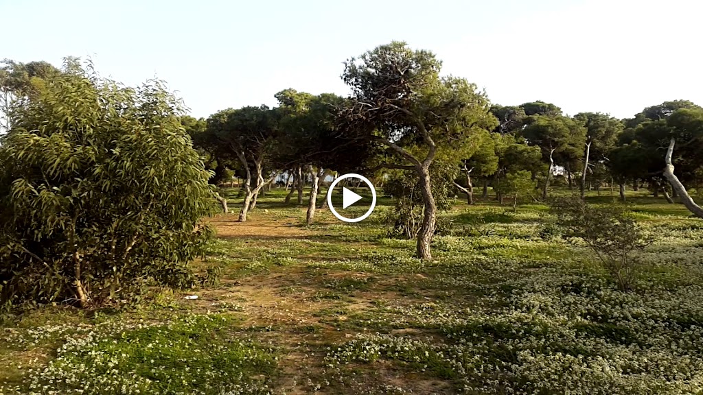 Pinares de Rostrogordo