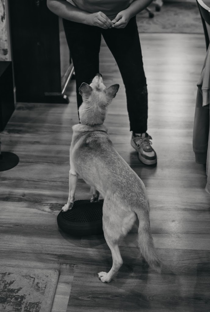 Maria Garcia — Perro