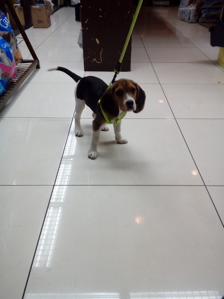 Perro