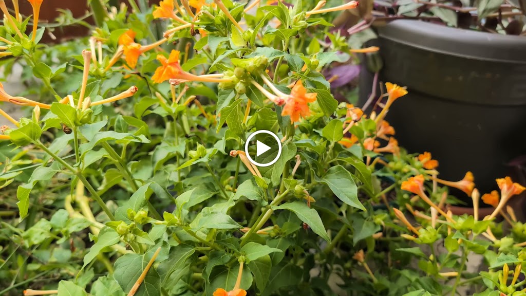 TU RINCON VENEZOLANO , CAFETERIA GREEN COFFEE — Videos