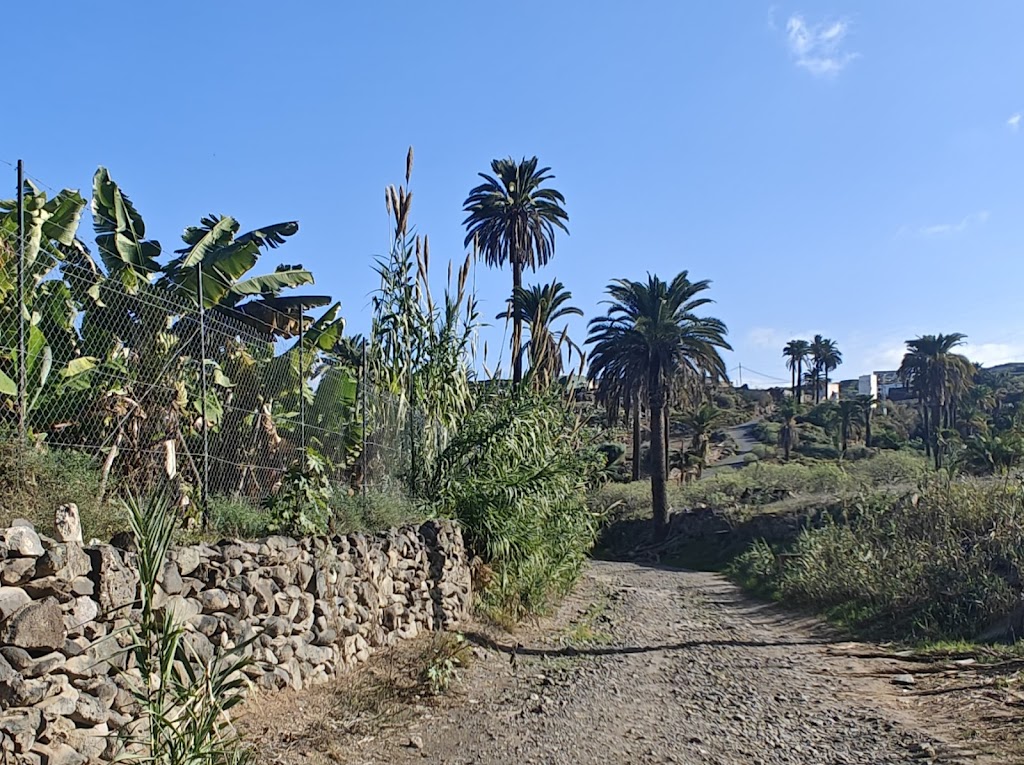 Palmeral Barranco Los Palmitos