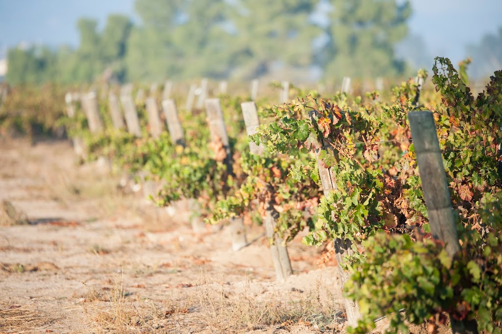 Field Recordings Winery