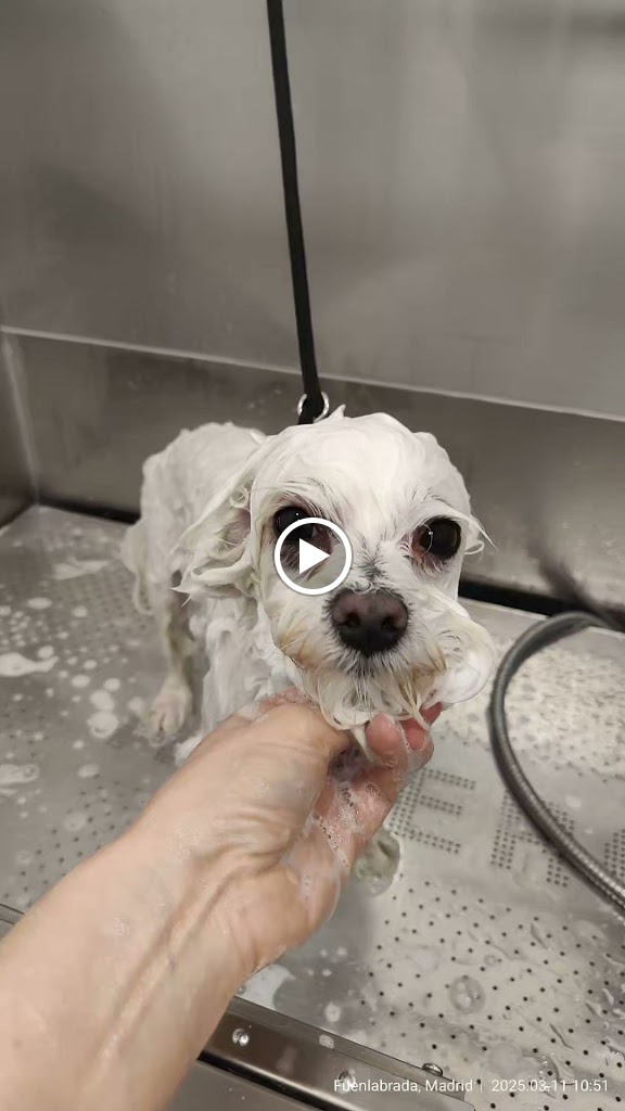 Clinica Veterinaria Silvican — Videos