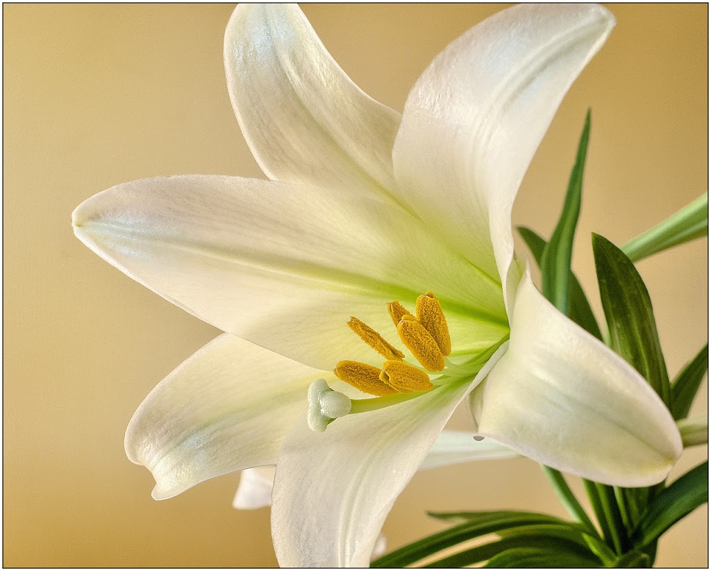 De Vars - Phillips Florist & Antiques
