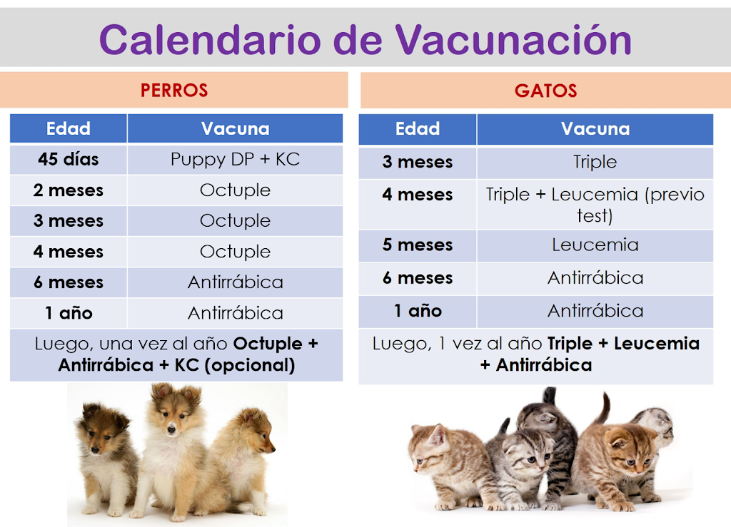 Gato