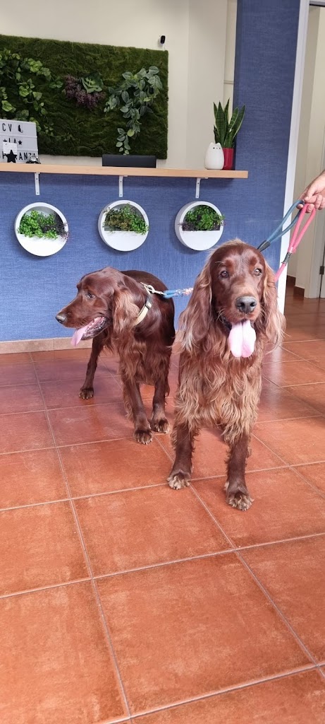 Clinica Veterinaria La Esperanza — Perro