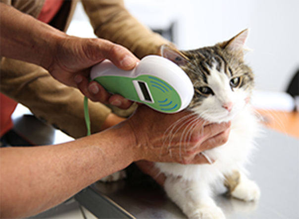 Centro Veterinario Dr. Deza — Gato