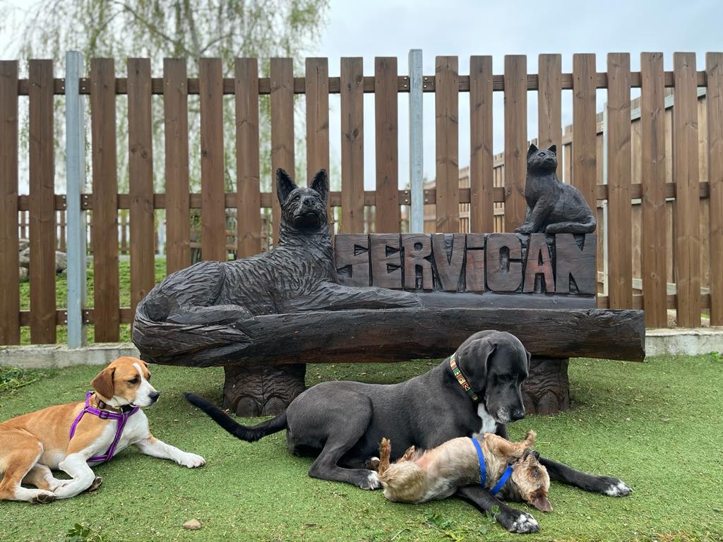 Servican — Perro