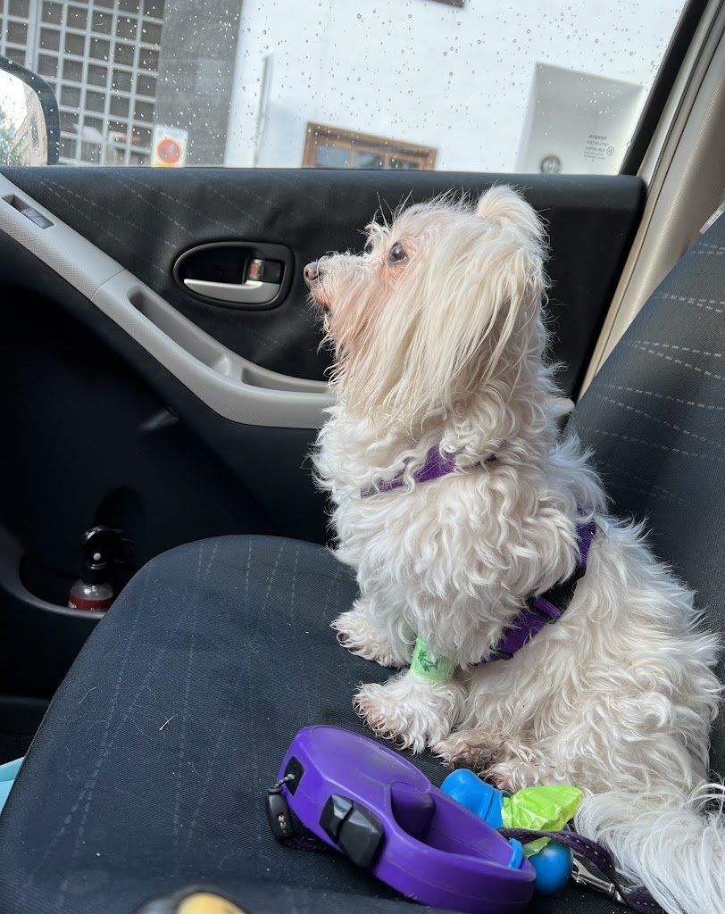 Perro