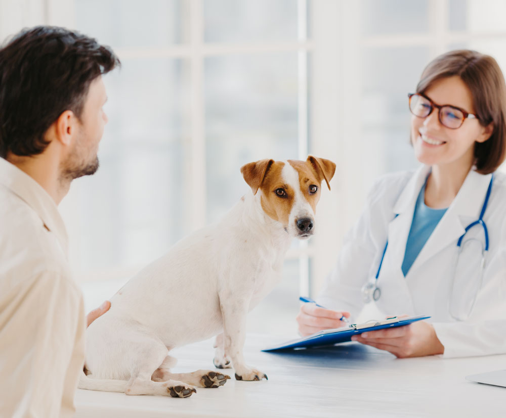 Clinica Veterinaria Mediterraneo — Perro