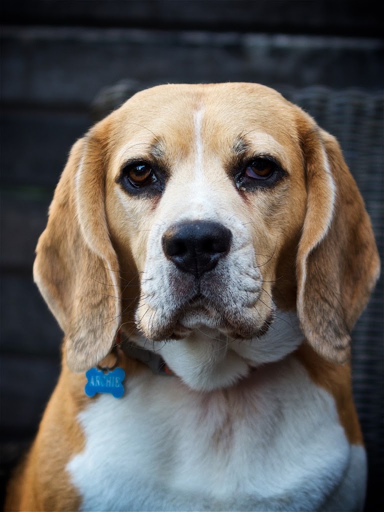 Centro Veterinario Dr. Deza — Perro