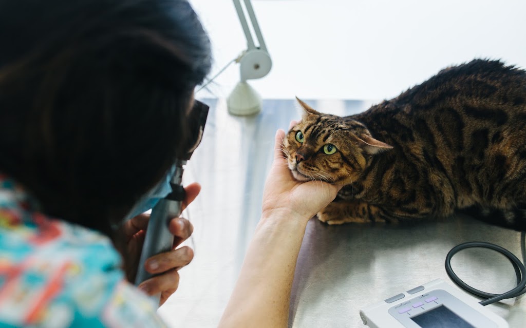 MAVET Centro Veterinario — Gato