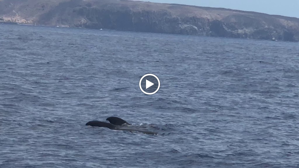 OPERA 60 boat excursions — Videos