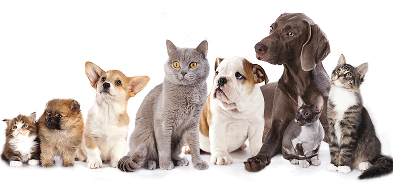 Clinica Veterinaria Canalejas — Del propietario