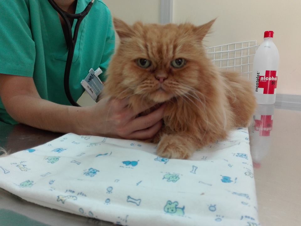 De La Torre 24 Horas Clinica Veterinaria — Gato