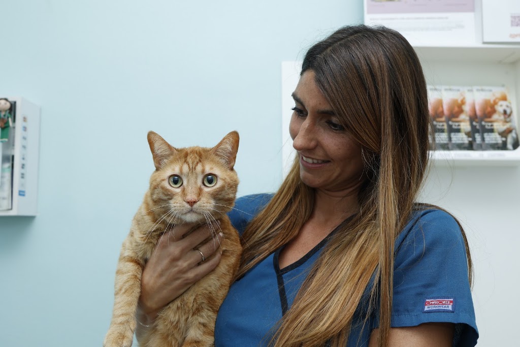 AlmaVet | Consulta Veterinaria | Marina Fortea — Gato