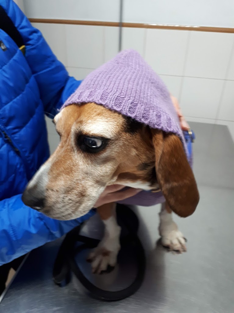 Centro Veterinario Area Central Sl — Del propietario