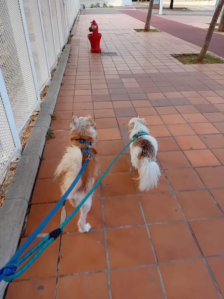 Doggy Day Care Javea
