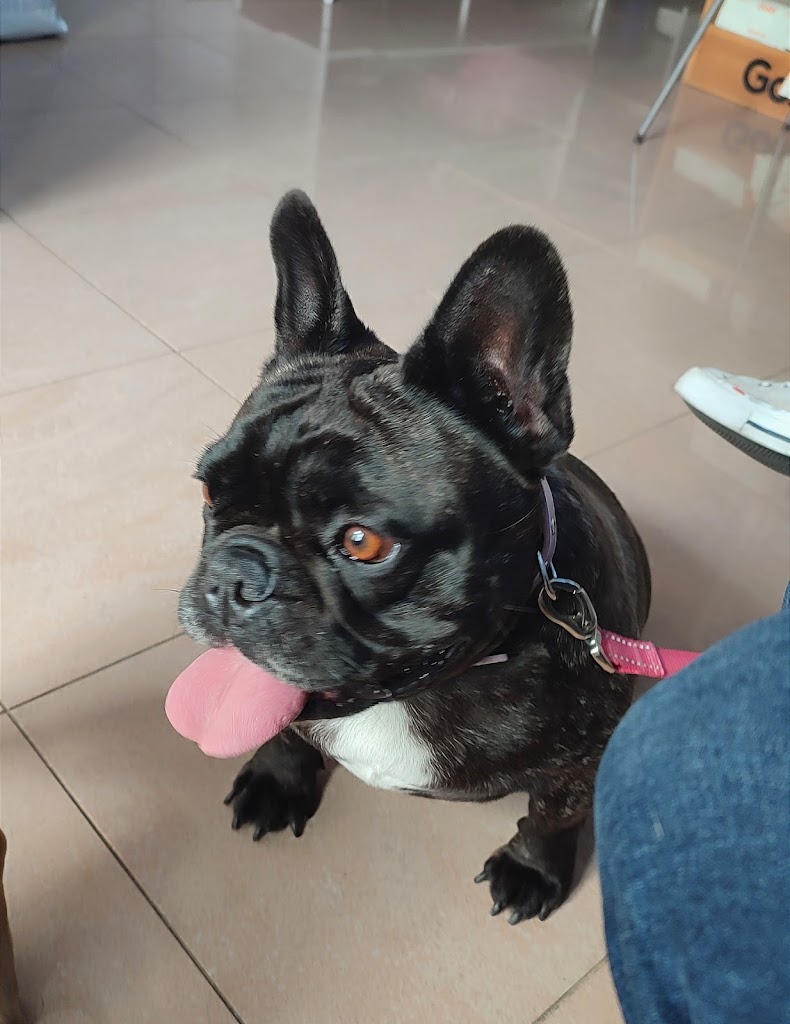 VidAnimal Centro veterinario — Perro