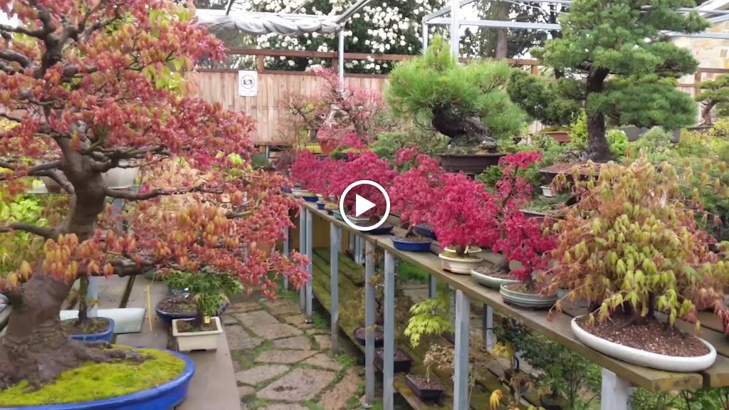 Bonsai Colmenar — Del propietario