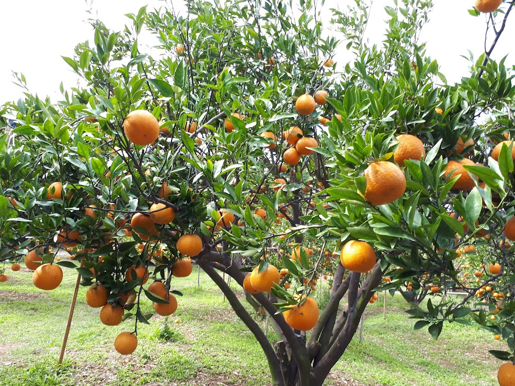 邱家柑橘園 的照片