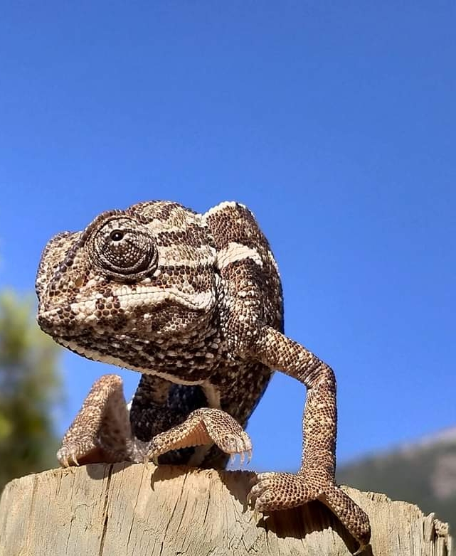 La Capitana