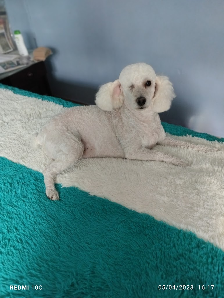 Peluqueria Canina Lita Dog Lover