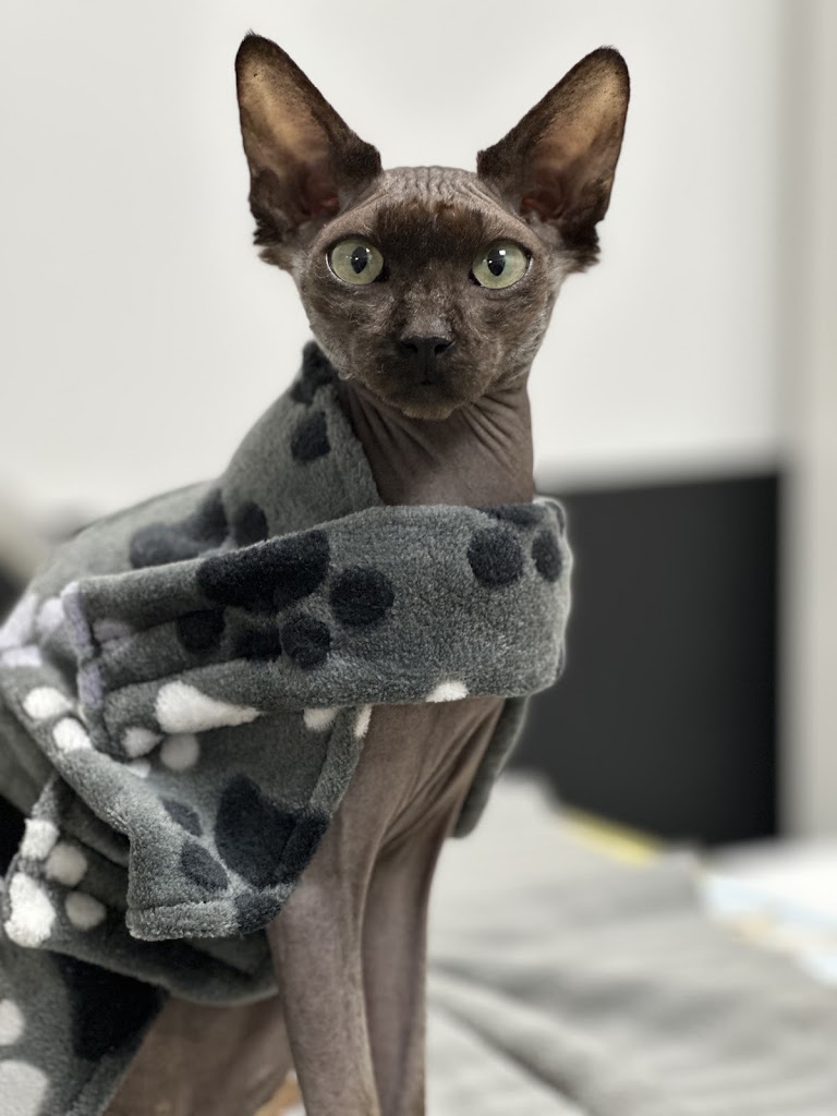 CLINICA VETERINARIA TERRA MASCOTES — Gato