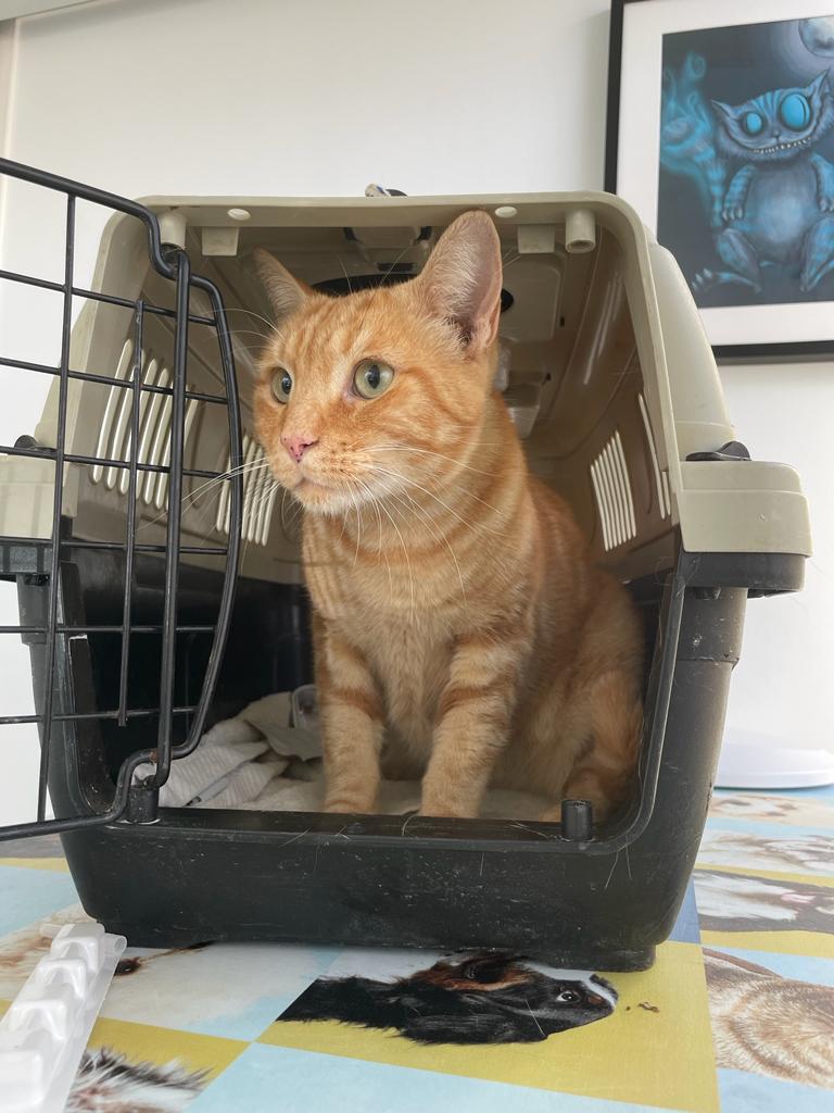 Centro Veterinario Fenix — Gato