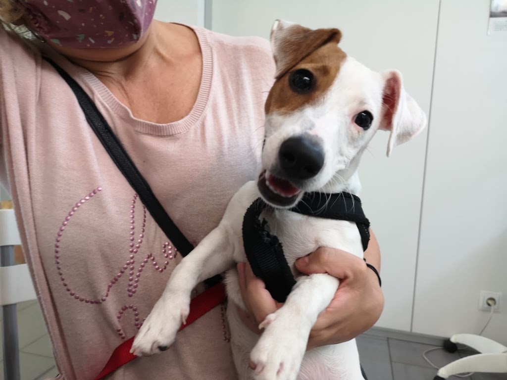 Clinica Veterinaria Gatika - Veterinario Hospitalet — Del propietario