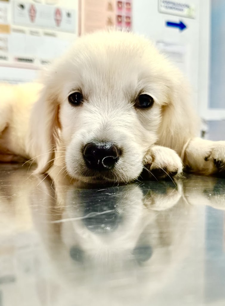 Centro Veterinario Alhama — Perro