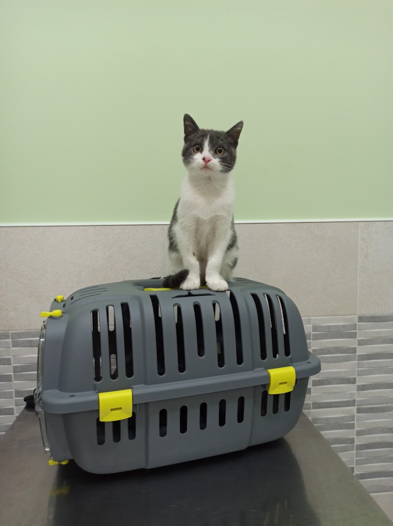 Clinica Veterinaria MIMOS — Gato
