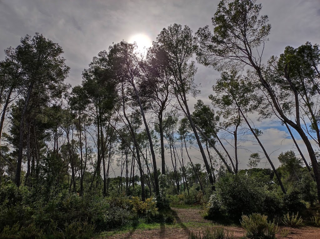 Bosc de Can Deu