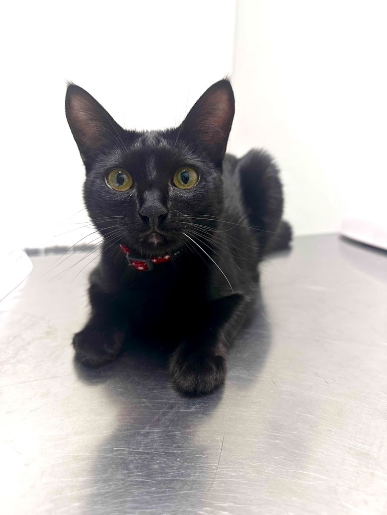 Clinica MiAmigo — Gato