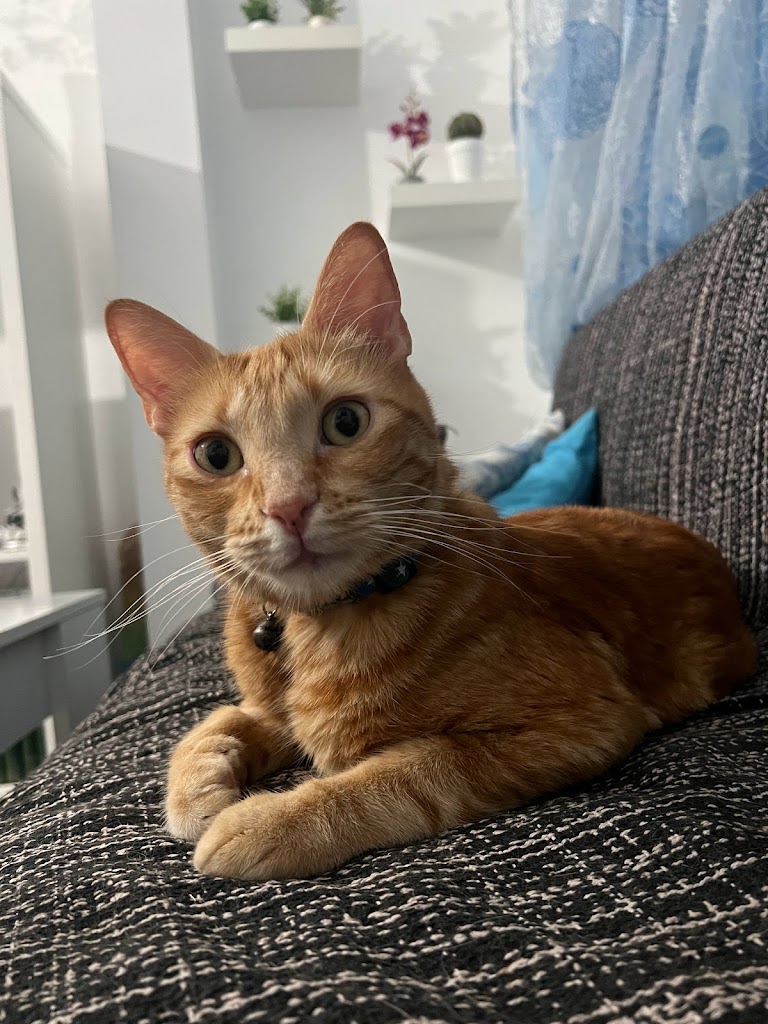 Gato