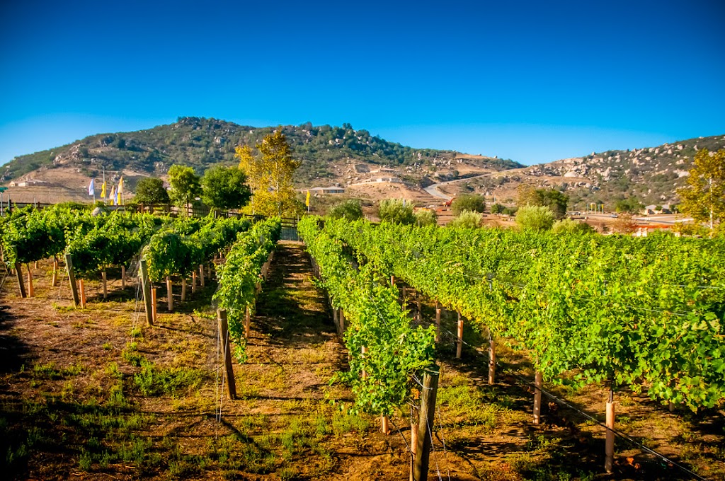 Vineyard