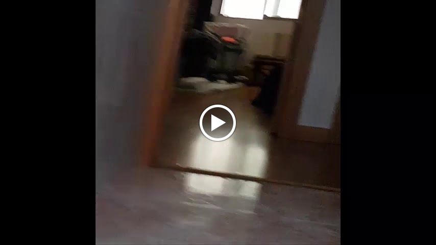 Ceclivet Centro Veterinario — Videos