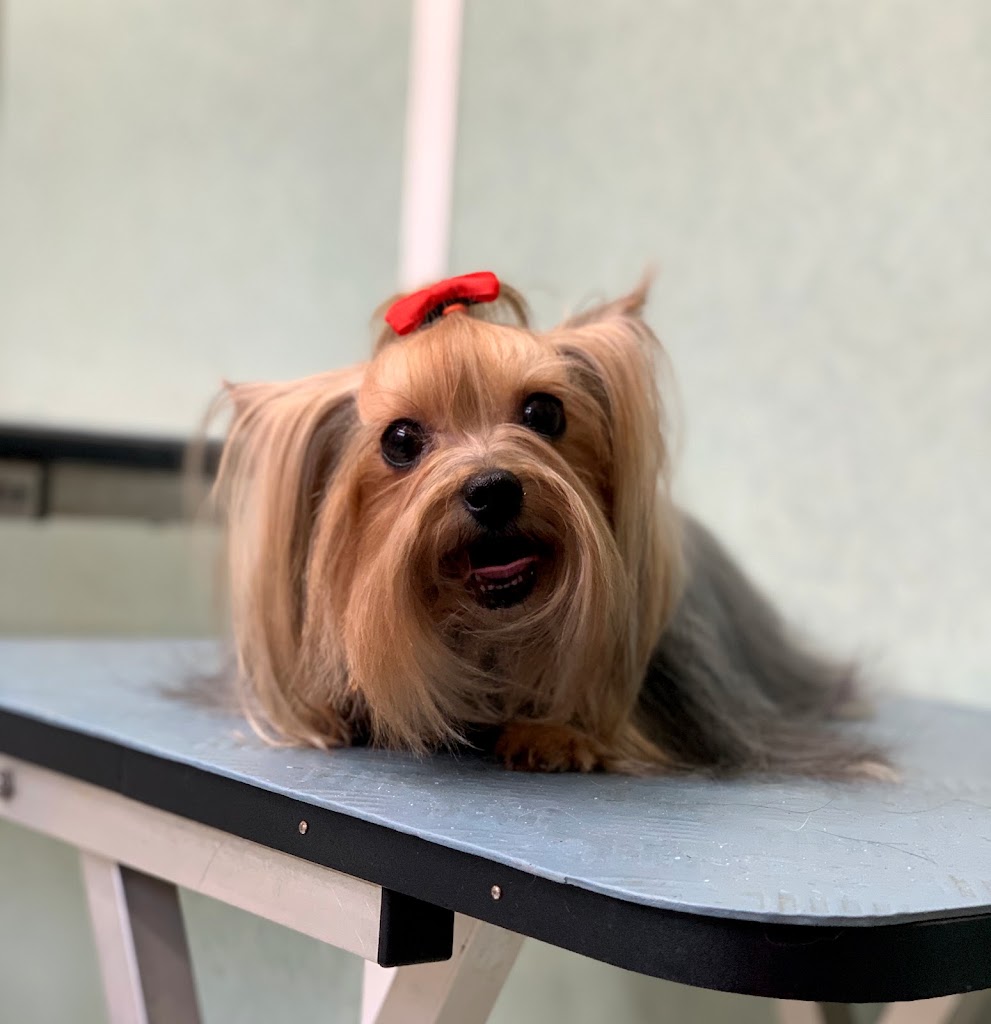 Clinica veterinaria d'Osona — Del propietario