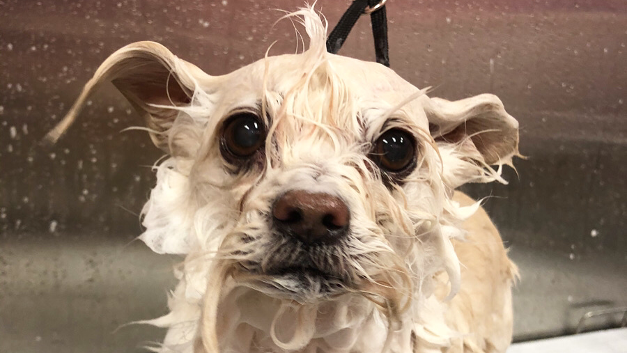 Doggie Dearest Pet Spa in Salt-Lake-City