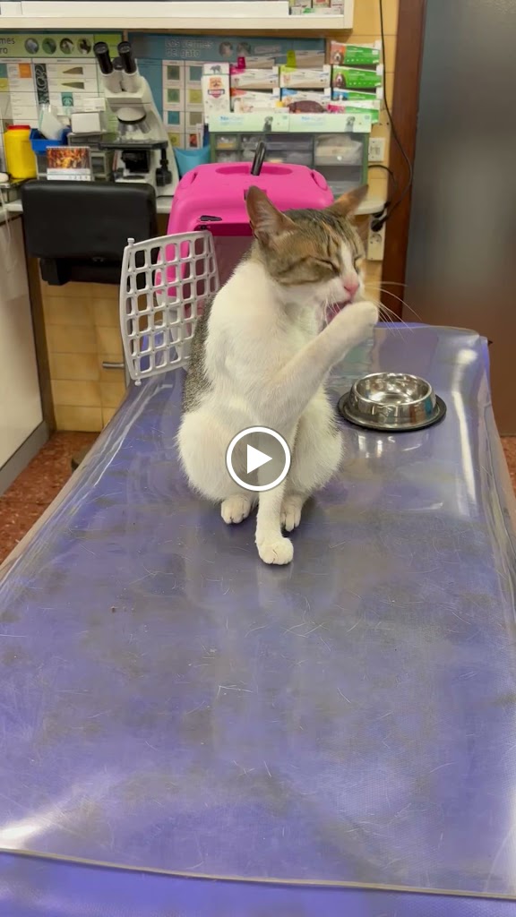 Clinica Veterinaria Casares — Videos