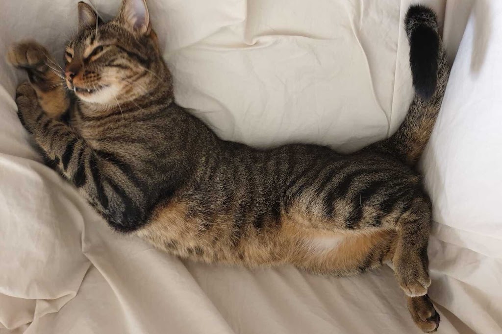 Consultorio Veterinario Baena — Gato