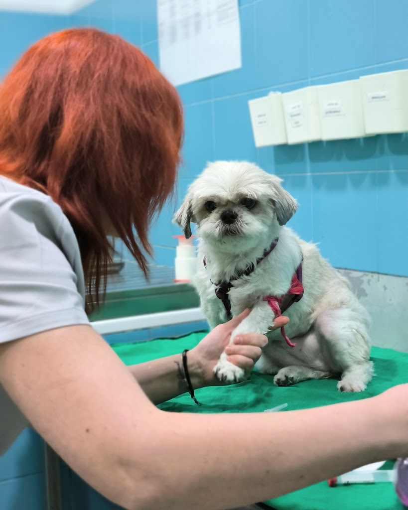 Evidensia Alcazar Clinica Veterinaria — Del propietario