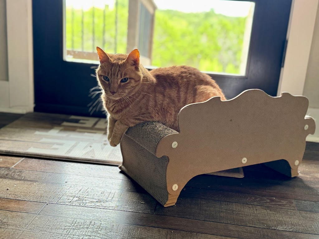 Gato