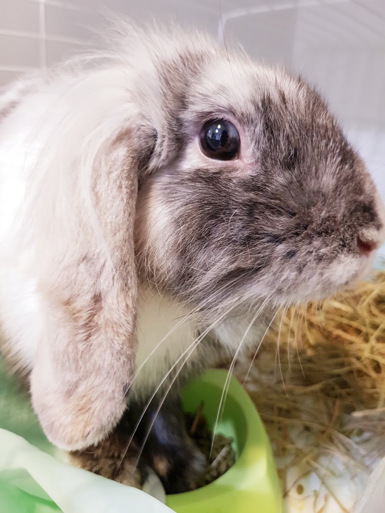 Quetzal Clinica Veterinaria — Conejo